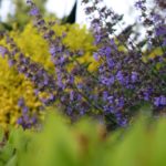 ellis-landscape-1024x683-IMG_0903