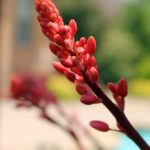 ellis-landscape-1024x683-IMG_1180