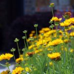 ellis-landscape-1024x683-IMG_1232