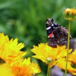 ellis-landscape-1024x683-IMG_1235