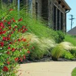 ellis-landscape-1024x683-IMG_1270