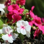 ellis-landscape-1024x683-IMG_1308