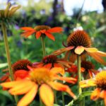 ellis-landscape-1024x683-IMG_1435