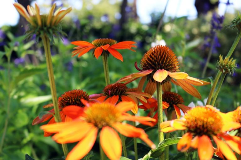 ellis-landscape-1024x683-IMG_1435