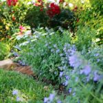 ellis-landscape-1024x683-IMG_1579