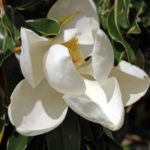 ellis-landscape-1024x683-IMG_1686