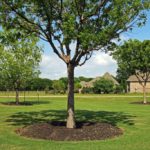 ellis-landscape-1024x683-IMG_1693