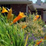 ellis-landscape-1024x683-IMG_1823