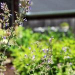 ellis-landscape-1024x683-IMG_1889