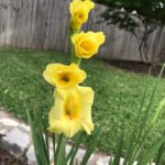 ellis-landscape-gallery-pc-0