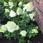 ellis-landscape-gallery-pc-1