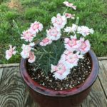 ellis-landscape-gallery-pc-16