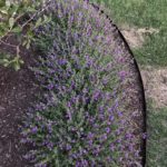 ellis-landscape-gallery-pc-31