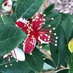 ellis-landscape-gallery-pc-35