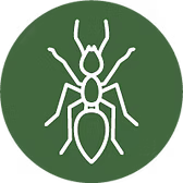 FIRE ANTS